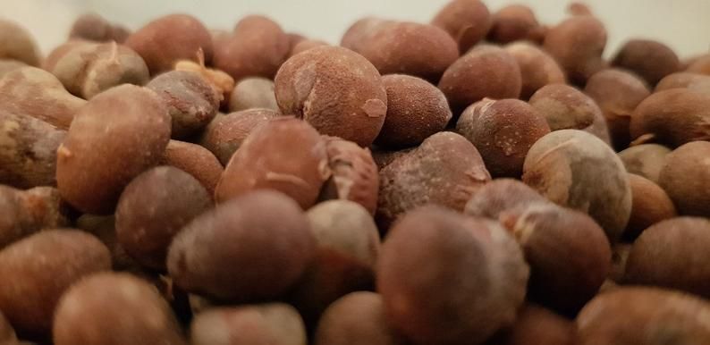 BaoBab-seeds-superfood-planting-very-germinating-_-Etsy-1